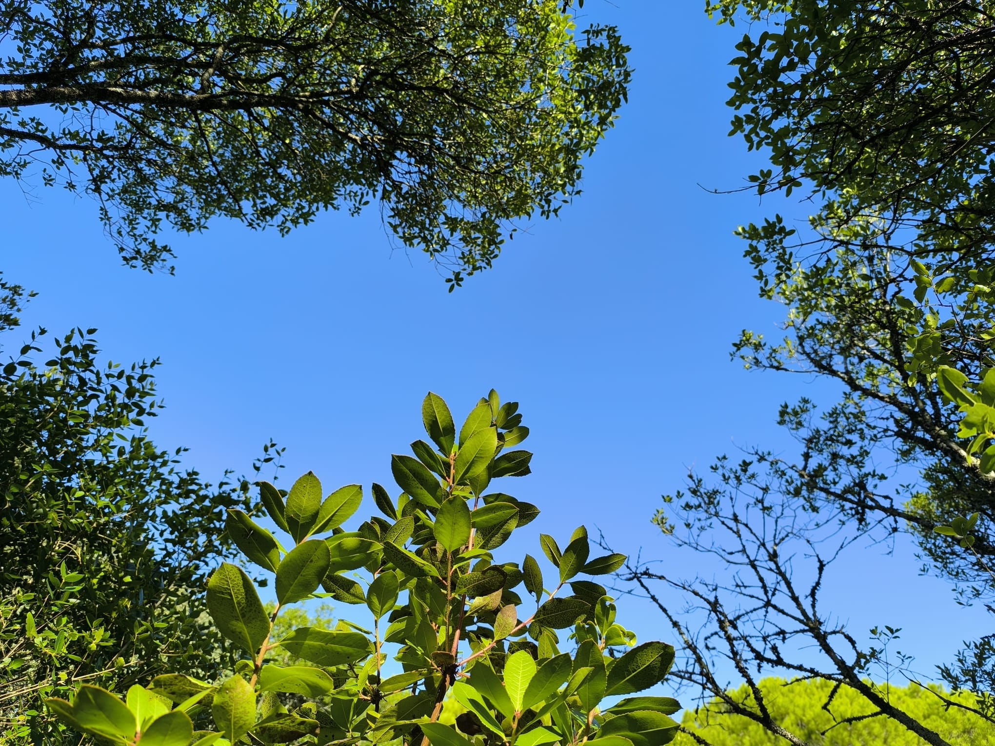 Re-floresta-ndo-me: da Amazónia a Monsanto