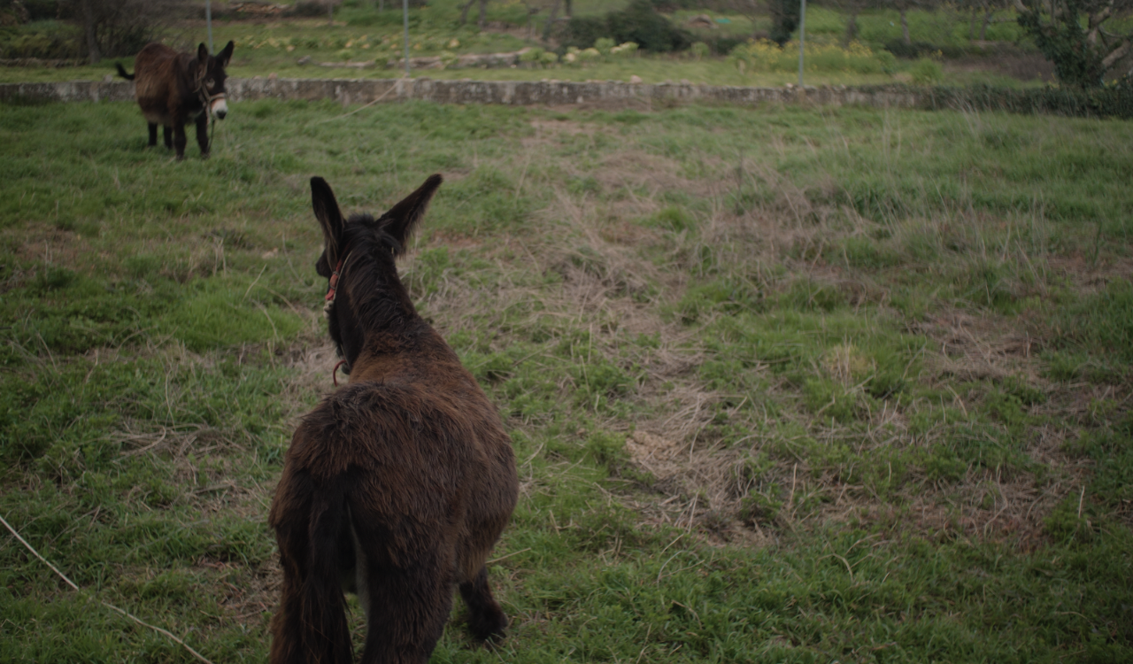 Febre de Burro